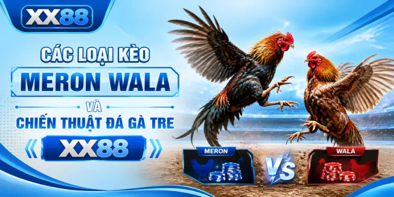 Các loại kèo Meron Wala và chiến thuật đá gà tre XX88