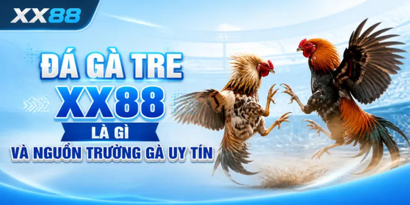 Đá gà tre XX88 là gì và nguồn trường gà uy tín